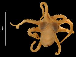 Octopus joubini Robson, 1929 (USNM 816834) dorsal view.jpg