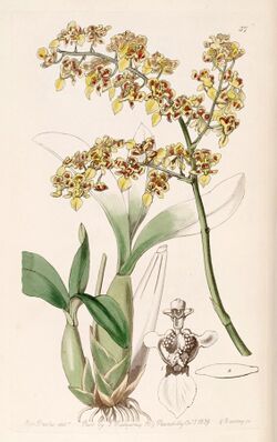 Oncidium venustum (as Oncidium trulliferum) - Edwards vol 25 (NS 2) pl 57 (1839).jpg