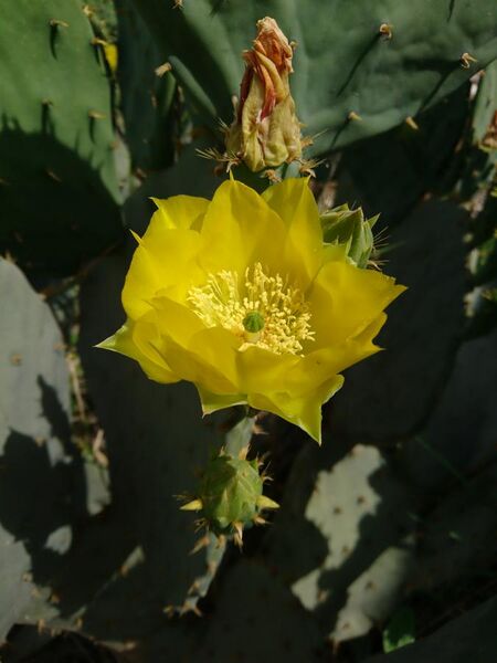 File:Opuntia Cactus in Behbahan.jpg