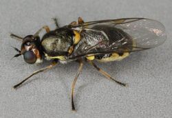 Oxycera pygmaea, North Wales, July 2012 (17298767490).jpg