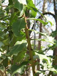 Pereskia stenantha 02 SSZ.jpg