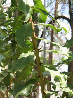 Pereskia stenantha 02 SSZ.jpg