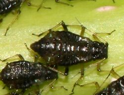 Periphyllus sp. aphids on sycamore (cropped).jpg