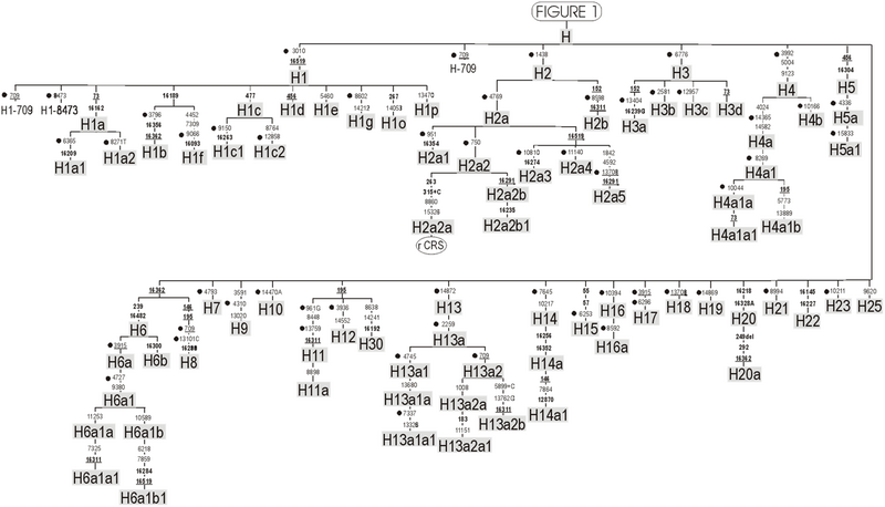 File:Phylogeny of haplogroup H.png