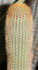 Pilosocereus multicostatus F.Ritter.jpg