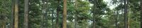 Pinus echinata USFWS retouched.jpg