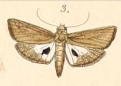 Pl.108-03-Imma atrosignata (Felder, 1861).JPG