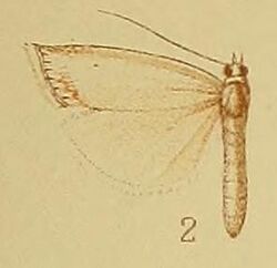 Pl.40-fig.02-Crambus sectitermina Hampson, 1910.jpg