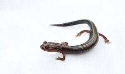 Plethodon richmondi.jpg