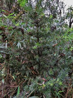 Podocarpus glomeratus.jpg
