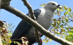 Polynesian Imperial Pigeon.jpg