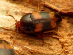 Polypore Fungus Beetle - Flickr - treegrow.jpg