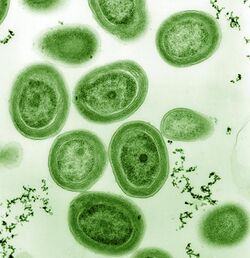Prochlorococcus marinus.jpg
