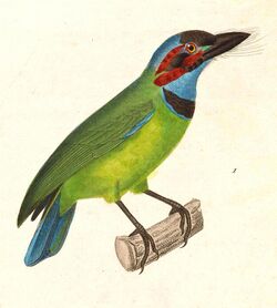 Psilopogon duvaucelii 1838.jpg