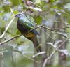 Ptilinopus magnificus -North Queensland, Australia-8.jpg