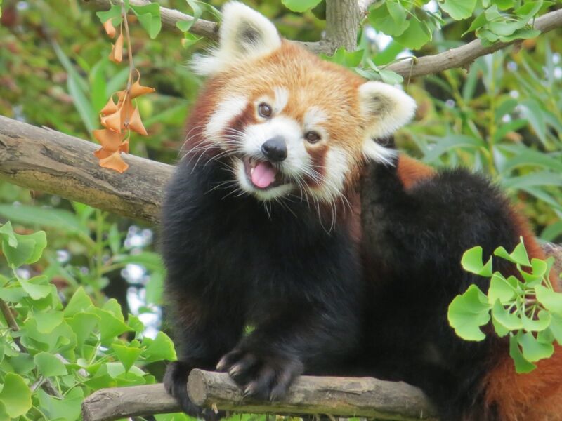 File:Red Panda in a Gingko tree.jpg