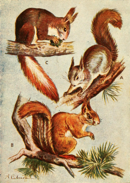 File:Red squirrel subspecies.png