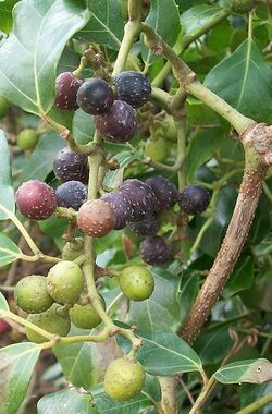 Rhoicissus rhomboidea fruit 08 05 2010.JPG