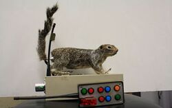 Robosquirrel from NSF 2012.jpg