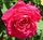 Rosa Rose Dot 1.jpg