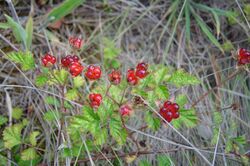 Rubus parvifolius fruit.jpg