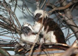 Two tamarins in a tree