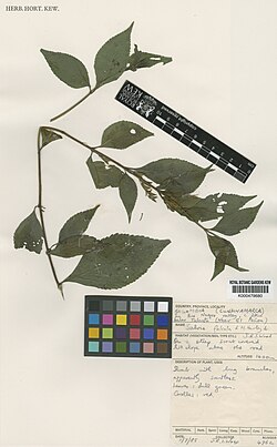 Salvia falcata.jpg