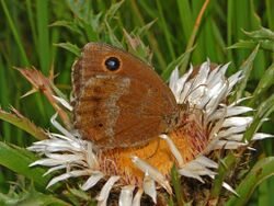 Satyrinae - Minois dryas.JPG