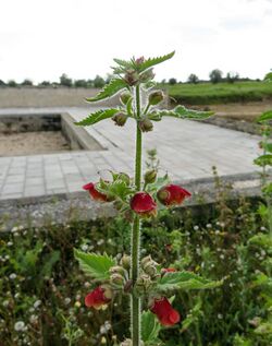 Scrophularia grandiflora 2601.jpg