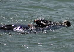 Sea Otteruses a rock to break a shell open 2.jpg