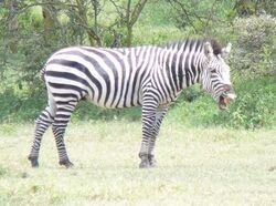 Sneezing zebra.jpg