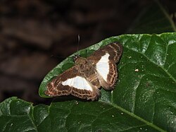 Sophista aristoteles 10328315.jpg