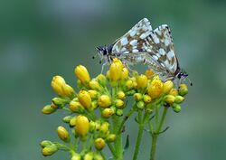 Spialia orbifer.jpg