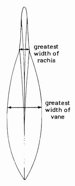 Squid gladius, showing measurement of rachis and vane.jpg