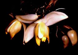 Stanhopea tricornis Orchi 01.jpg