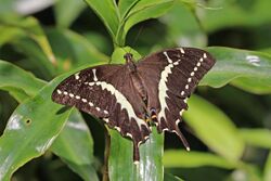 Swallowtail (Papilio mangoura) female.jpg