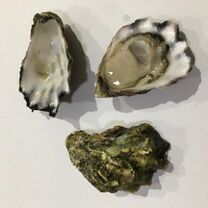 Three oyster shells, top-down view on a matte white background. One contains a fresh oyster.