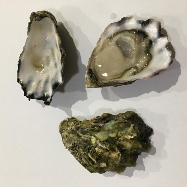 File:Sydney rock oyster on half shell with two empty shells.jpg