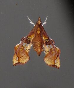 Terastia egialealis (Walker, 1859).jpg