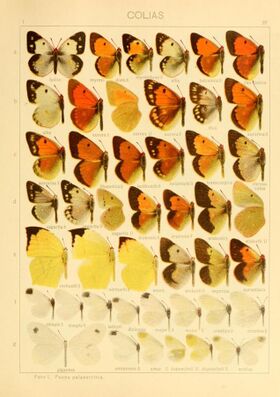 The Macrolepidoptera of the world (Taf. 27) (8145244873).jpg