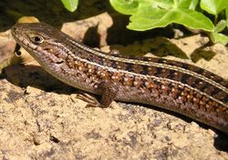 Trachylepis capensis.jpg