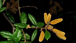 Trigonia nivea Cambess. var. pubescens (Cambess.) Lleras - Flickr - Alex Popovkin, Bahia, Brazil (11).jpg