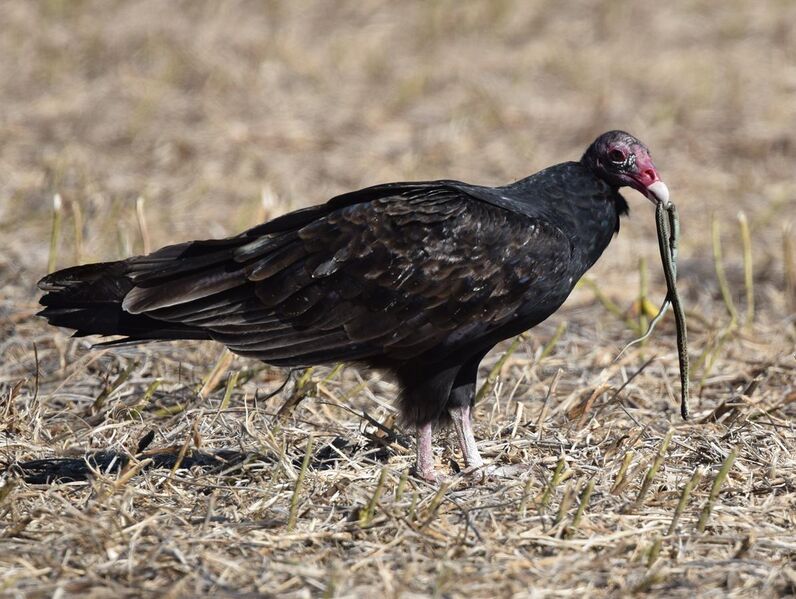 File:Turkey Vulture stalks, catches and eats live garter snake (30570944315).jpg