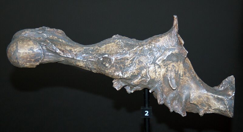 File:Tyrannosaurus brain aus.jpg