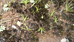 Utricularia scandens-1-shevaroys-yercaud-salem-India.JPG