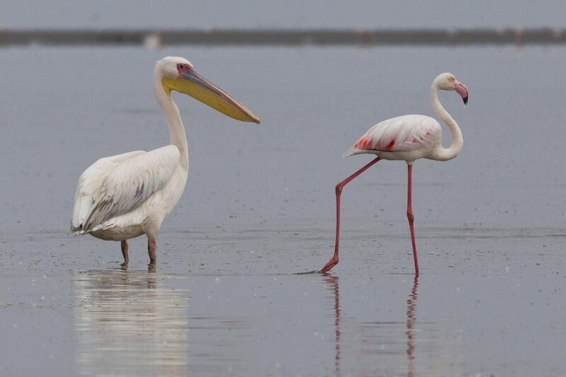 File:White Pelican and Greater Flamingo (Walvis Bay).jpg