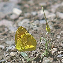 YELLOW, BOISDUVAL'S (Eurema boisduvaliana) (8-8-06) male, sycamore ck, az (9424354628).jpg