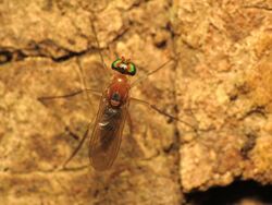 Yellow Dolichopodid Fly - Flickr - treegrow.jpg