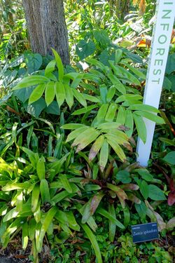 Zamia verschaffeltii (Zamia splendens) - Marie Selby Botanical Gardens - Sarasota, Florida - DSC01127.jpg