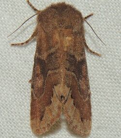 -10488 – Orthosia garmani – Garman's Quaker Moth (16039169397).jpg